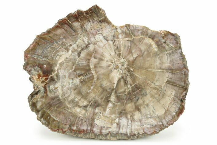 Petrified Wood (Woodworthia) Round - Arizona #244735
